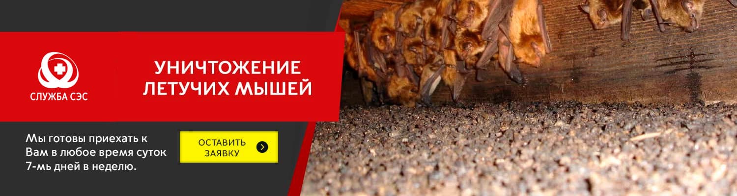 Уничтожение летучих мышей в Краснознаменске